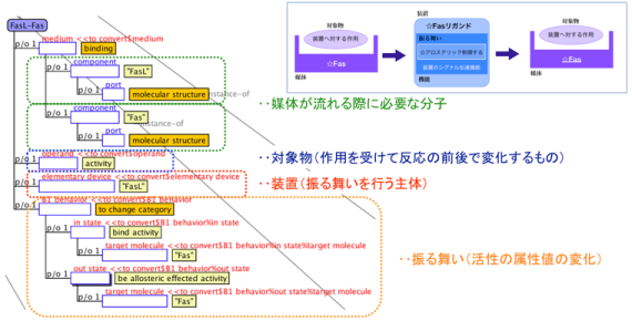 アポトーシスに関するオントロジー記述(一部)